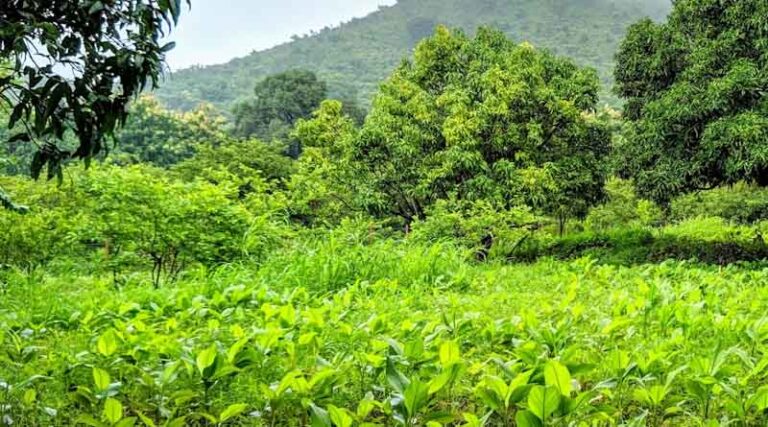 Promising Outlook for Normal Monsoon in India in 2024