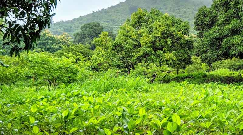 Promising Outlook for Normal Monsoon in India in 2024