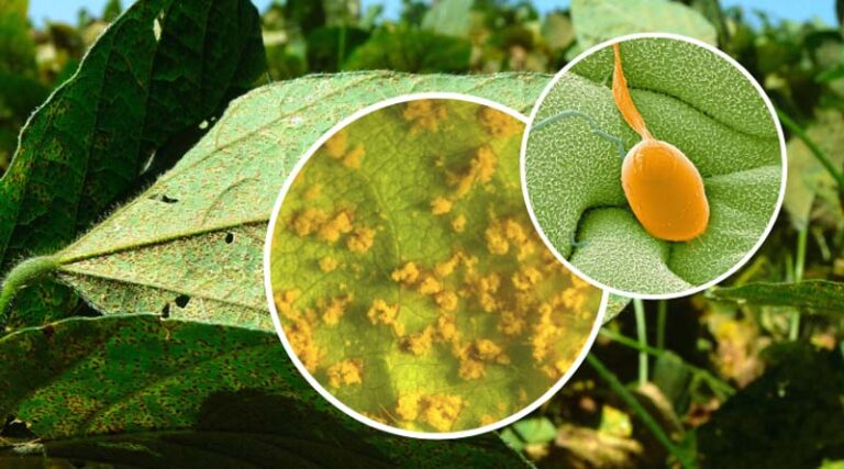 Significant Stride against Soybean Disease