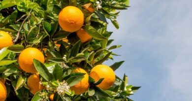 What can you do to get your crops in shape after winter dormancy?