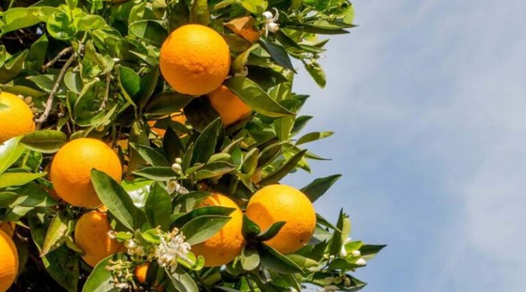What can you do to get your crops in shape after winter dormancy?