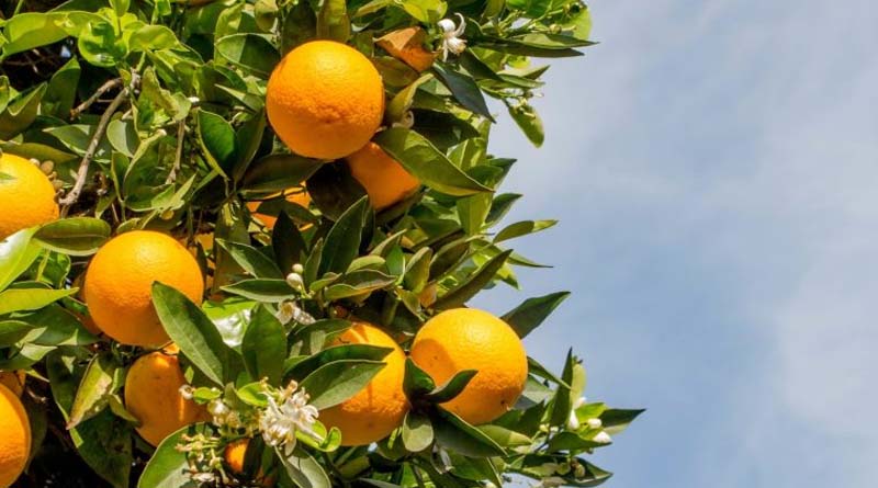 What can you do to get your crops in shape after winter dormancy?