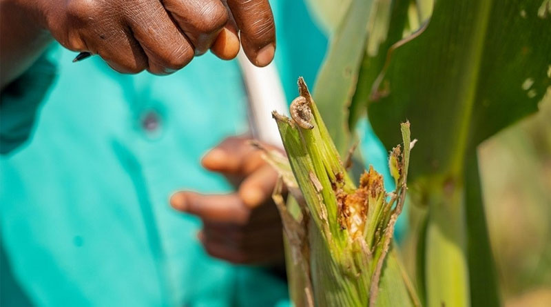 CABI makes progress to sustainably tackle invasive pest and weed as part of EUR €6 million ADOPT-IPM project