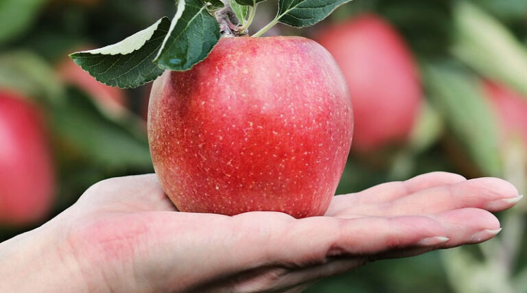 How to control diseases of apple; Advisory as per 2024