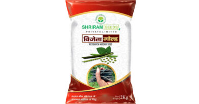 Vijeta Gold High Yielding Moong Variety