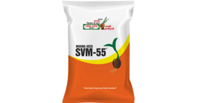 SVM-55 Moong Variety from Shakti Vardhak Hybrid Seeds