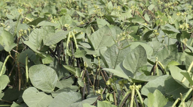 8 High Yielding Moong Varieties from Shakti Vardhak Hybrid Seeds
