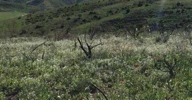 Car Fumes, Weeds Pose Double Whammy for Fire-Loving Native Plants