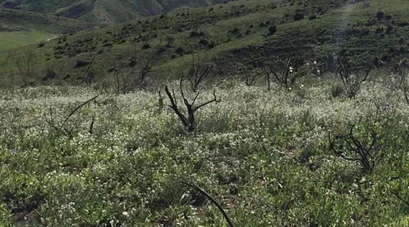 Car Fumes, Weeds Pose Double Whammy for Fire-Loving Native Plants