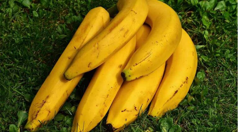 Banana exports from India to touch US$ 1 Billion: APEDA