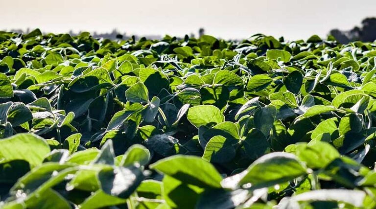 U.S. Soybean Export Council Launches Soy Excellence Center in India