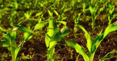 Indigo Ag Signals Major Expansion of International Biological Business with Galeri Ziraat Partnership