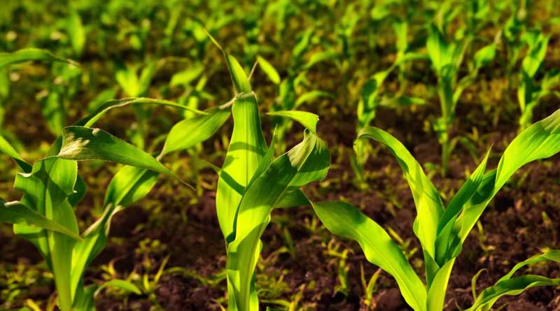 Indigo Ag Signals Major Expansion of International Biological Business with Galeri Ziraat Partnership