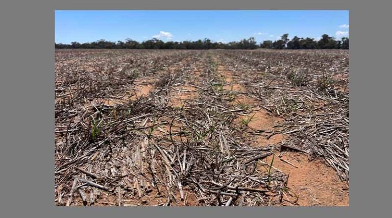 Promising start to 2024 for Wimmera-Mallee