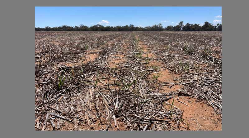 Promising start to 2024 for Wimmera-Mallee