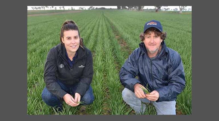 New herbicide strategy adds punch to weed fight