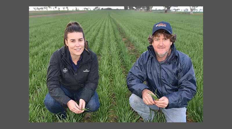 New herbicide strategy adds punch to weed fight