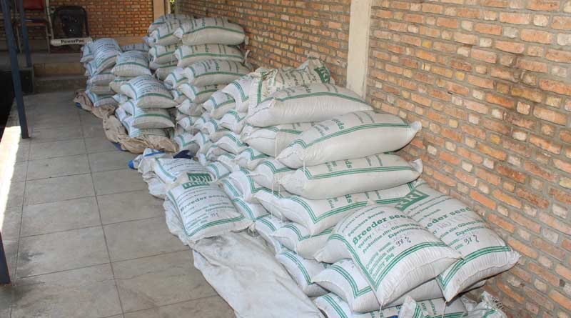 IRRI and ISABU join efforts in revolutionizing rice farming by availing good quality rice seeds
