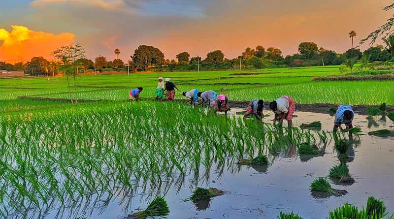 Crop - Pest Index: 57 Major pests of Paddy