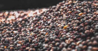 Crop - Pest Index: 30 Major pests of Ragi