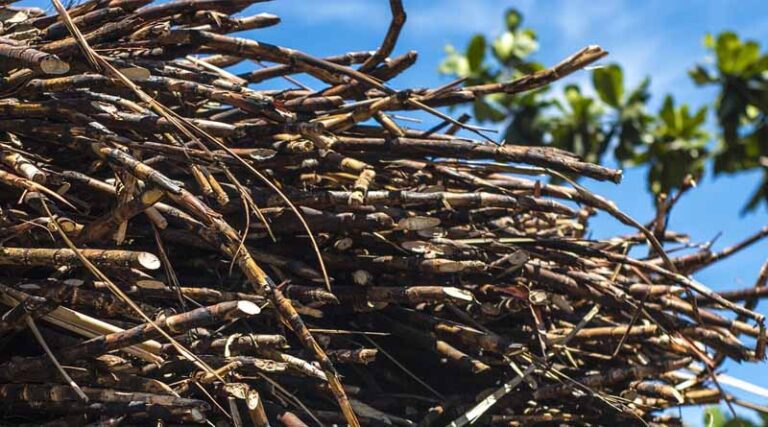 Crop - Pest Index: 39 Major pests of Sugarcane