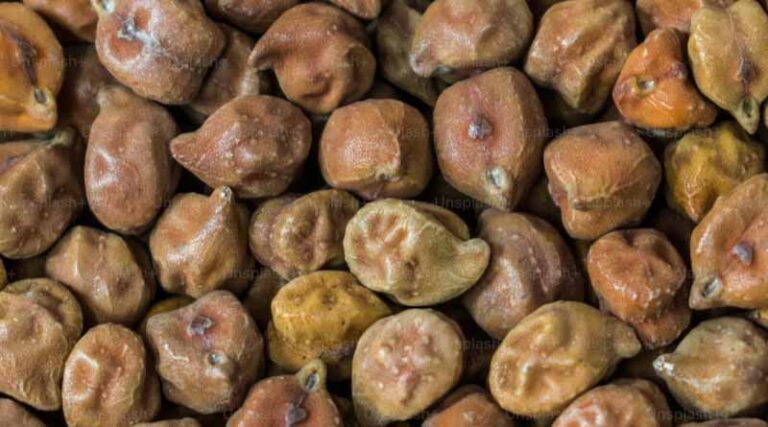 Crop - Pest Index: 19 Major pests of Green & Black Gram