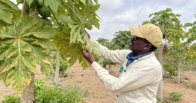 How a tiny wasp can save the livelihoods of papaya farmers