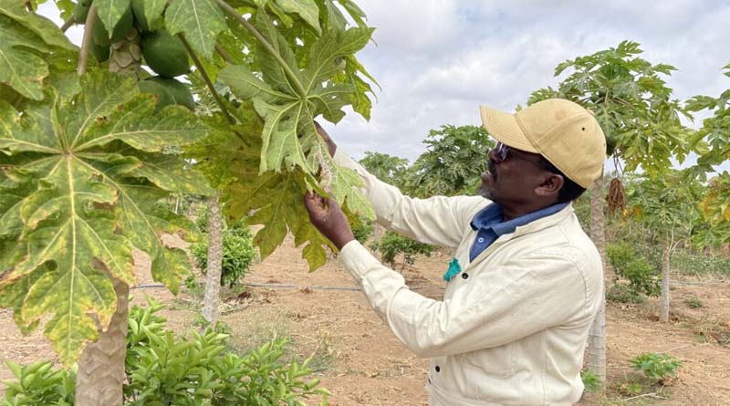 How a tiny wasp can save the livelihoods of papaya farmers