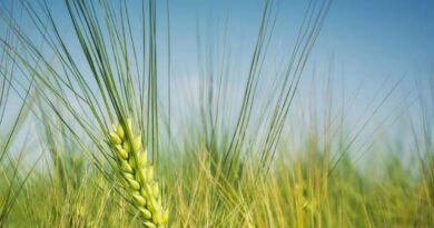 Prioritise crops of hybrid barley for nitrogen applications