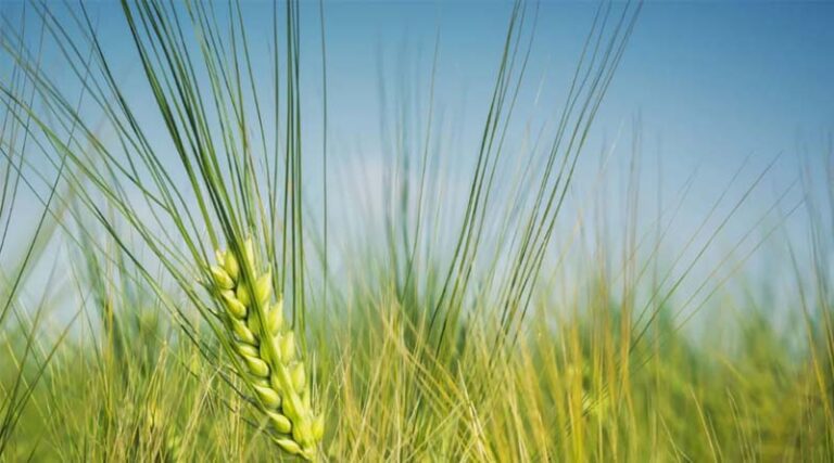 Prioritise crops of hybrid barley for nitrogen applications