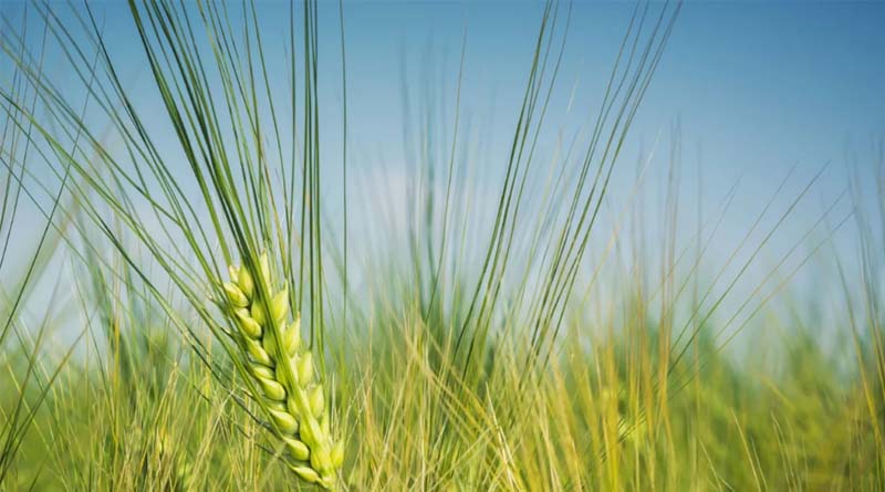 Prioritise crops of hybrid barley for nitrogen applications
