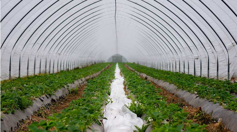 Drip Irrigation Systems Market - Middle East and North Africa Industry Analysis, Size, Share, Growth, Trends and Forecast 2014 - 2020