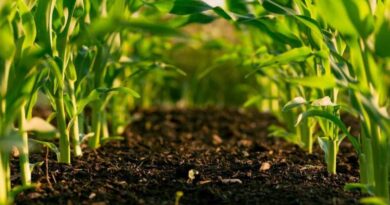 What is Integrated Crop Management?