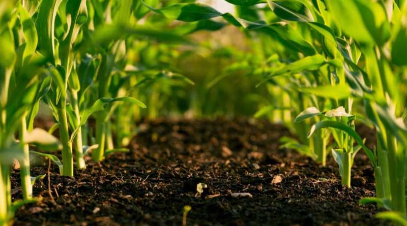 What is Integrated Crop Management?