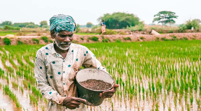 Rabi 2023: Wheat acreage crosses 340 lakh hectares, Pulses down by 4%