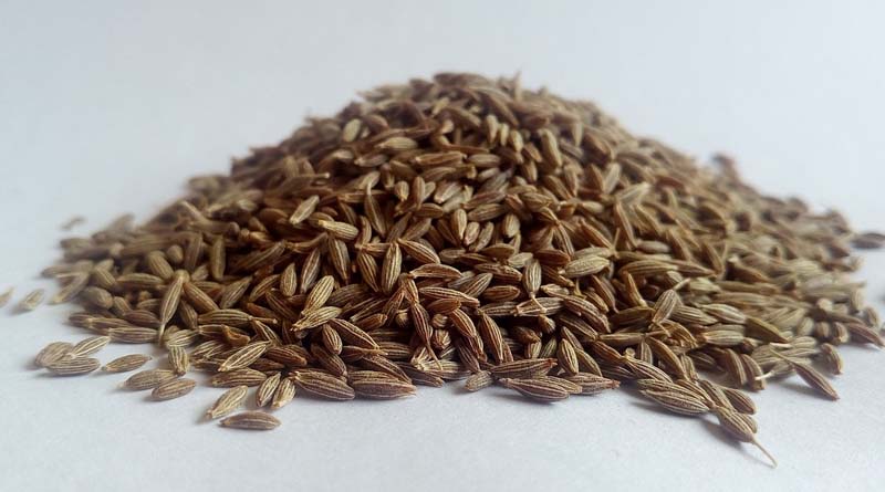 Falling Cumin Prices Worrying Rajasthan Farmers