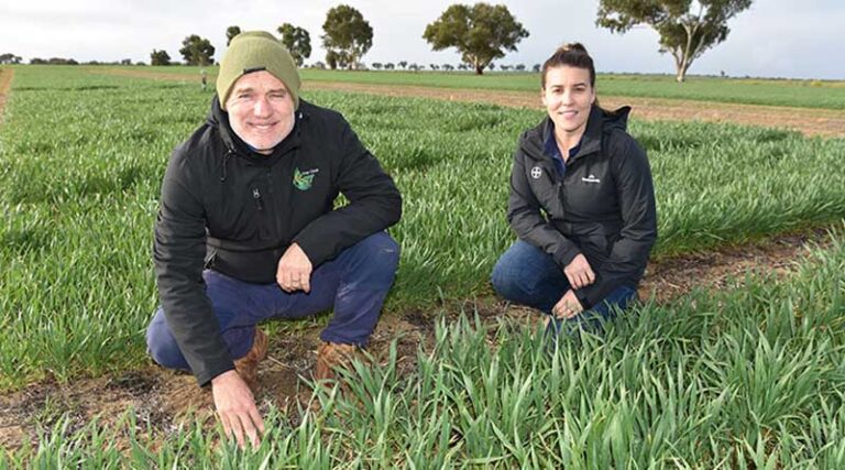 Wider row spacings, new herbicide strategy adds punch to weed fight