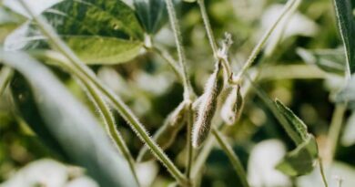 New Government and the Demands of the Soybean Sector in Argentina