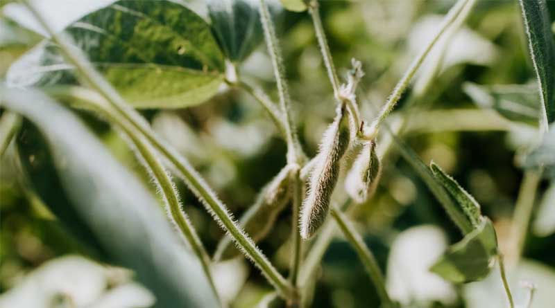 New Government and the Demands of the Soybean Sector in Argentina