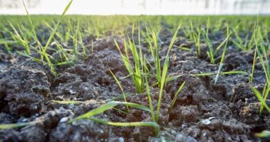 ADAMA to Bring Innovation to European Molluscicide Segment with Novel Active Ingredient Feralla®