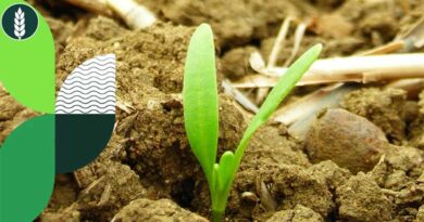 Late drilled winter wheat, GLEAM is still an option