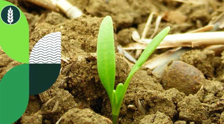 Late drilled winter wheat, GLEAM is still an option