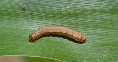 Strengthening Bangladesh’s pest preparedness and management system