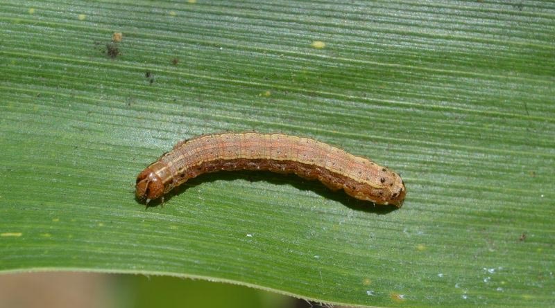 Strengthening Bangladesh’s pest preparedness and management system