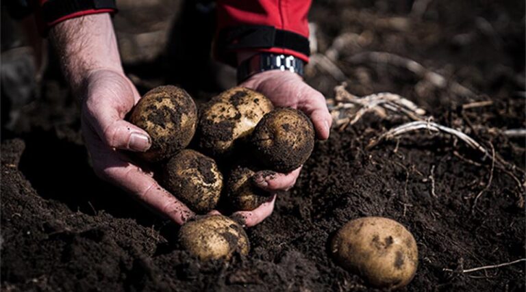 Chipping in to serve up the latest in potato production
