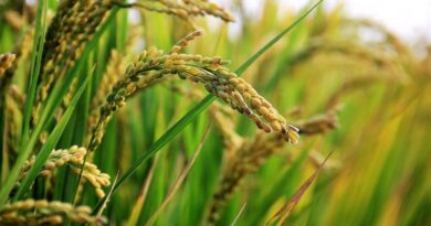 Chinese scientists discover key new genes for salt tolerance in rice