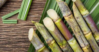 Sugar Stocks Slide Over 2% As Cabinet Hikes FRP To Rs 340 Per Quintal