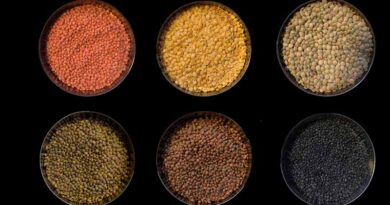 Lentils: The Tiny Giants of Nutrition and Food Security