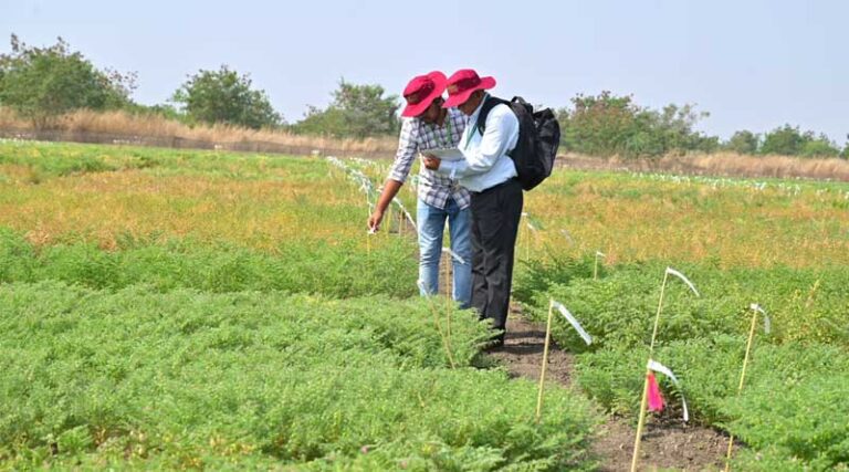 ICRISAT Hosts Successful Scientists’ Field Day