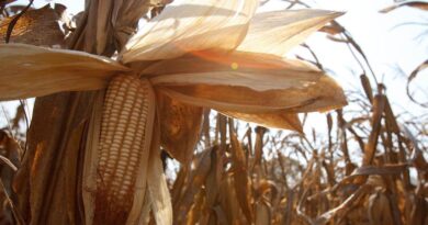 FAO Food Price Index down again in January led by lower wheat and maize prices
